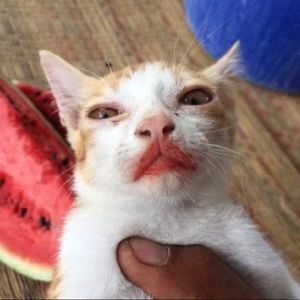 Meet your Posher, Darian